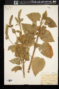 Agastache nepetoides image