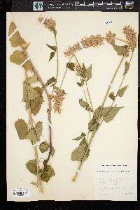 Agastache urticifolia image