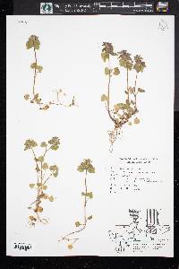 Lamium purpureum image