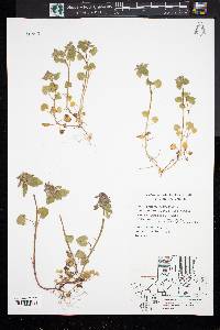 Lamium purpureum image