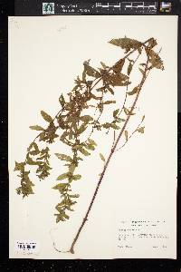 Mentha spicata image