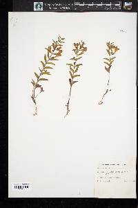 Scutellaria angustifolia image