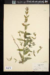 Scutellaria galericulata image