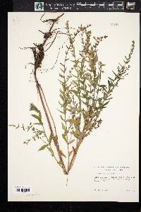 Scutellaria galericulata image