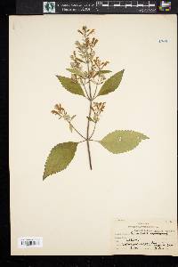 Scutellaria incana image