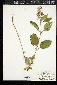 Scutellaria incana image