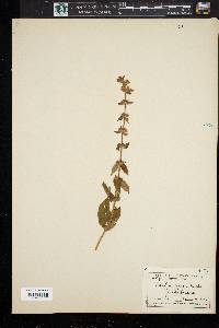 Stachys aspera image