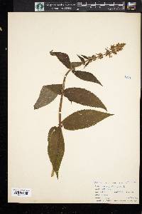 Stachys palustris image