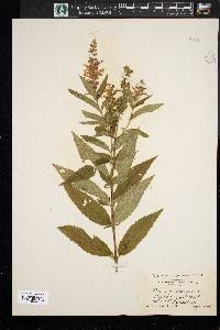 Teucrium canadense var. canadense image