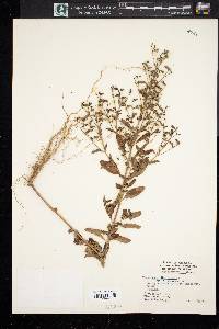 Trichostema dichotomum image