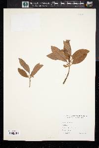 Persea pubescens image