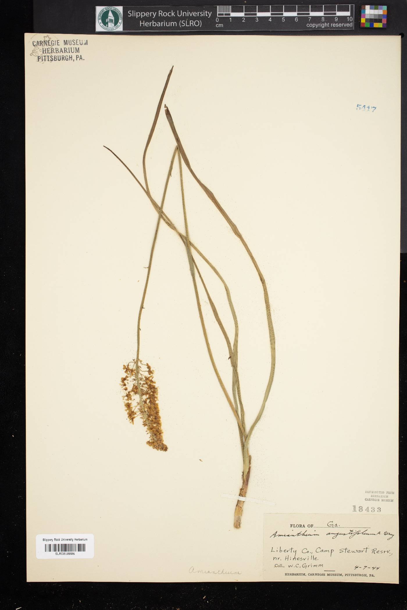 Amianthium angustifolium image