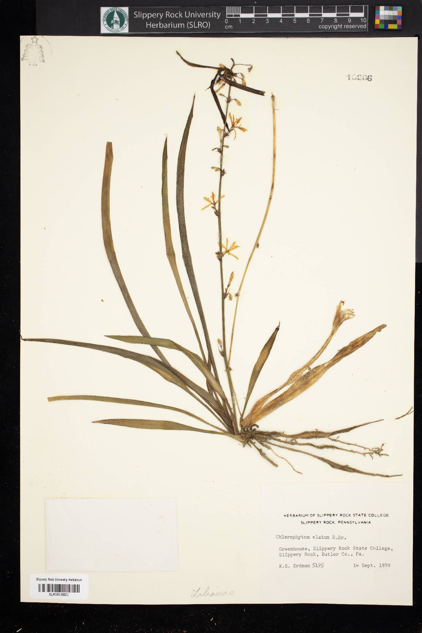 Chlorophytum capense image