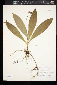 Clintonia borealis image