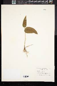 Maianthemum canadense image