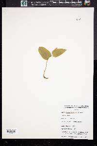 Maianthemum canadense image