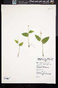 Maianthemum canadense image