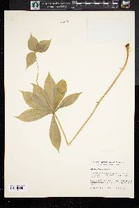 Medeola virginiana image