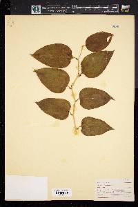 Smilax bona-nox image