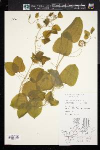 Smilax herbacea image