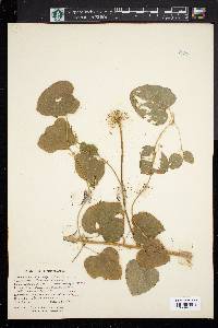 Smilax herbacea image