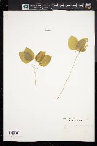 Smilax herbacea image