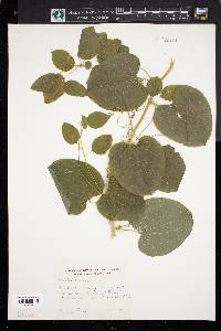 Smilax herbacea image