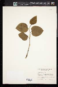 Smilax tamnoides image