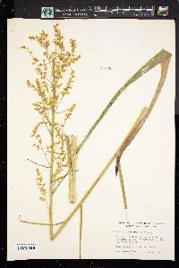 Stenanthium gramineum image