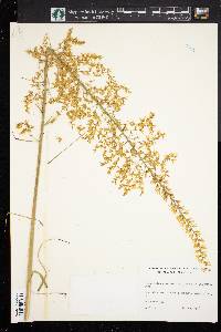 Stenanthium gramineum image