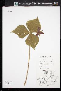 Trillium erectum image