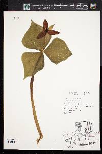 Trillium erectum image