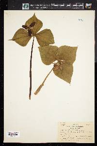 Trillium erectum image