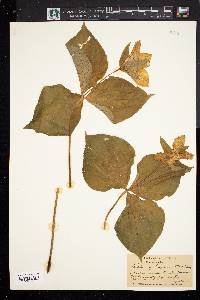 Trillium grandiflorum image