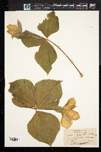 Trillium grandiflorum image