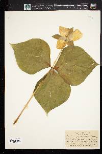 Trillium grandiflorum image