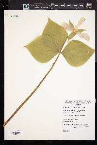 Trillium grandiflorum image