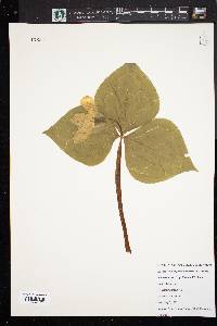 Trillium grandiflorum image