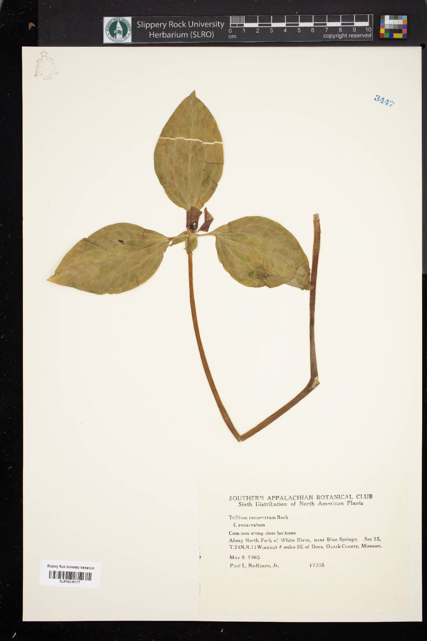 Trillium recurvatum f. recurvatum image