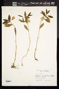 Uvularia sessilifolia image