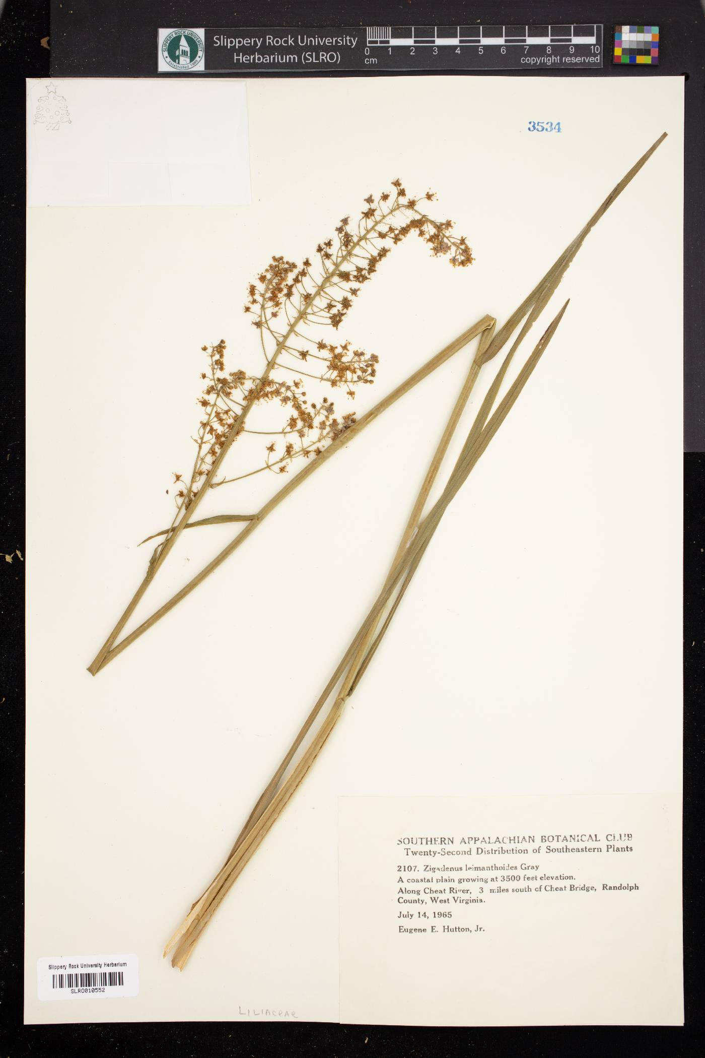 Zigadenus leimanthoides image