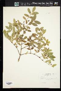 Ligustrum vulgare image