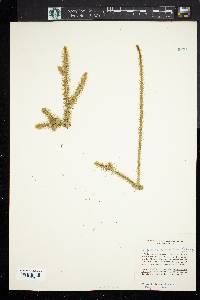 Lycopodium adpressum image