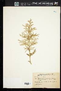 Lycopodium cernuum image