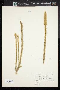 Lycopodium prostratum image