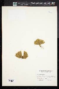 Lycopodium selago image