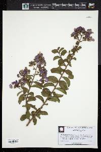 Lagerstroemia indica image