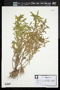 Rotala ramosior image