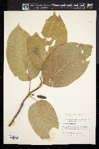 Magnolia acuminata image