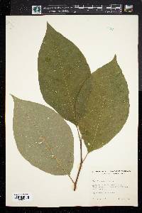 Magnolia acuminata image